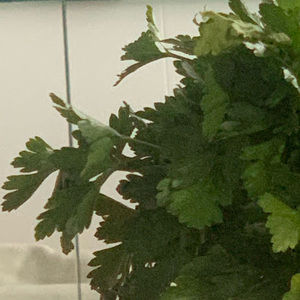 Meet your Posher, Bee